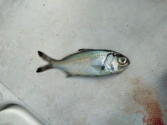 ギンメダイの釣果