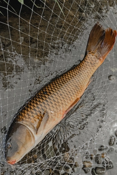 コイの釣果