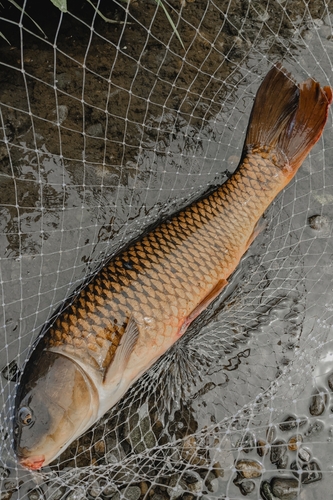 コイの釣果