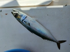 サバの釣果