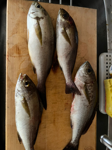 イサキの釣果