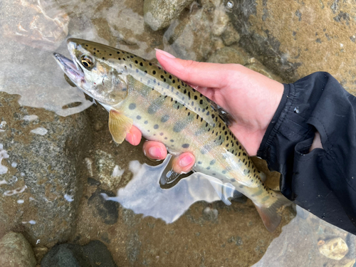 ヤマメの釣果