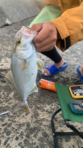 ショゴの釣果