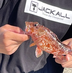 アラカブの釣果