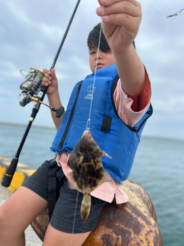 カワハギの釣果