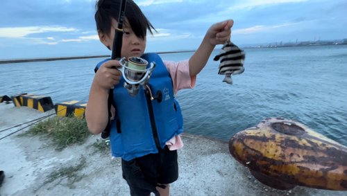 イシダイの釣果