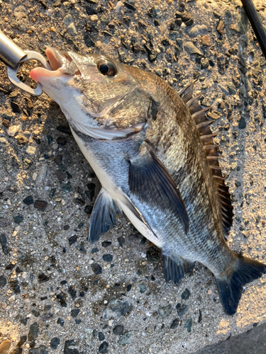 チヌの釣果