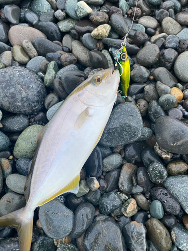 ショゴの釣果