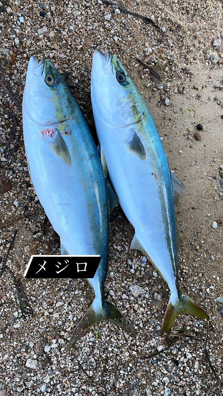 メジロ