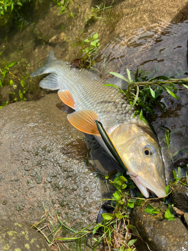 ニゴイの釣果