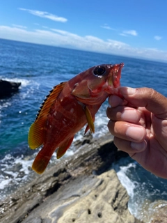 アカハタの釣果