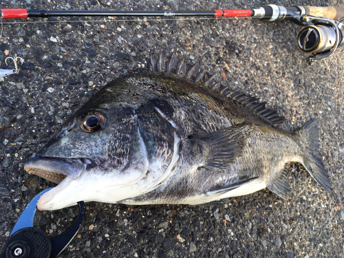 チヌの釣果