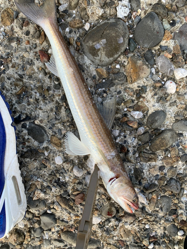 アカエソの釣果