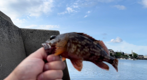 アコウの釣果