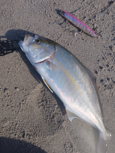 カンパチの釣果