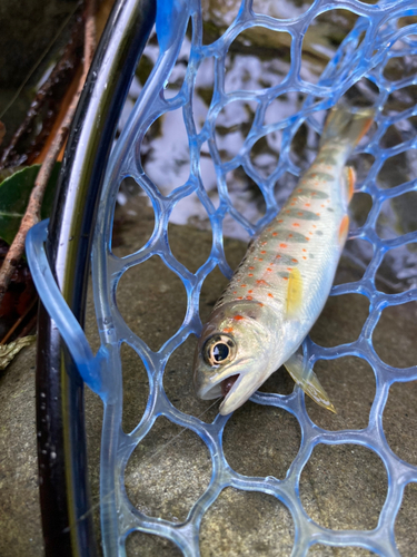 アマゴの釣果