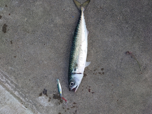 サバの釣果