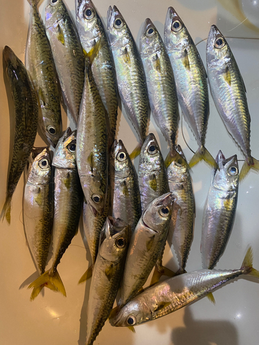 サバの釣果