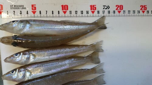 シロギスの釣果