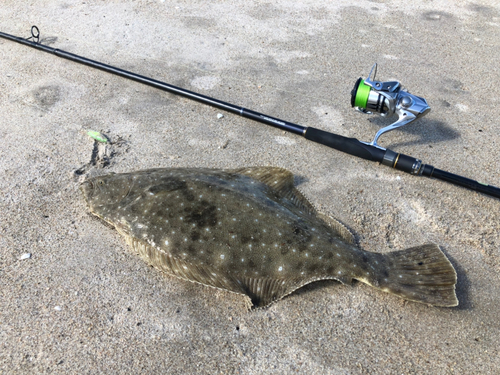 ヒラメの釣果