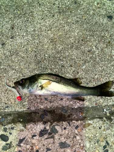 セイゴ（ヒラスズキ）の釣果