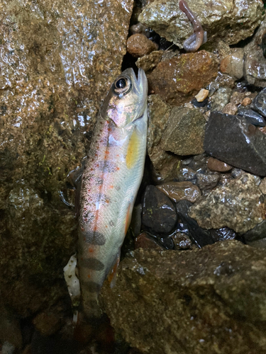 アマゴの釣果