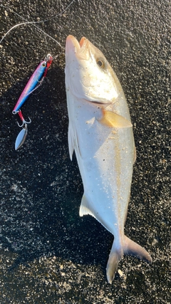 ショゴの釣果