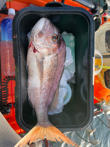 タイの釣果