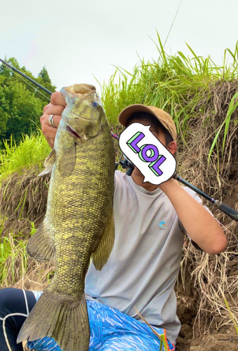 スモールマウスバスの釣果