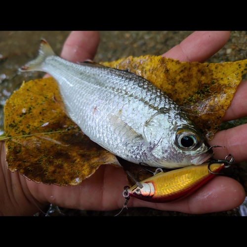 ユゴイの釣果