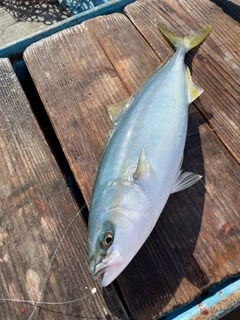 イナダの釣果