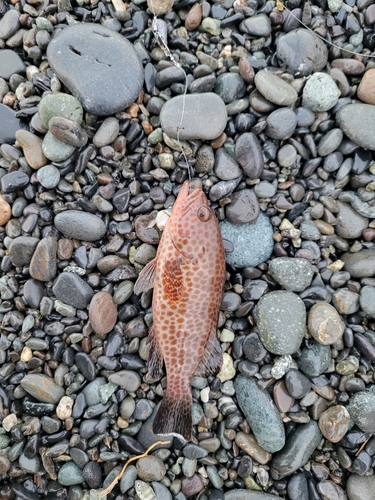 オオモンハタの釣果