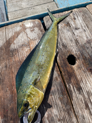 シイラの釣果