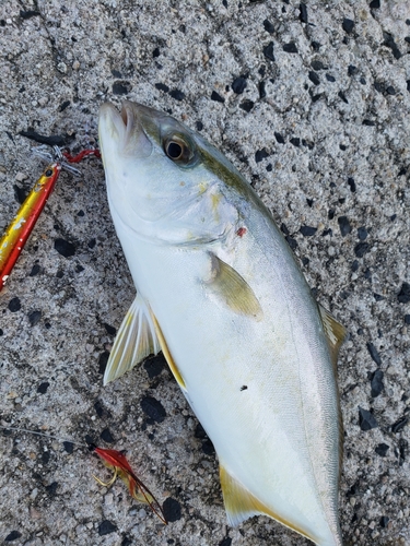 カンパチの釣果