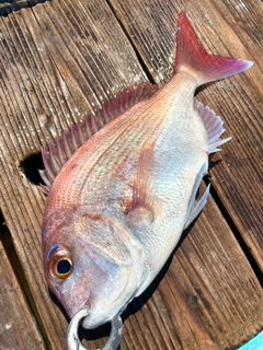 マダイの釣果