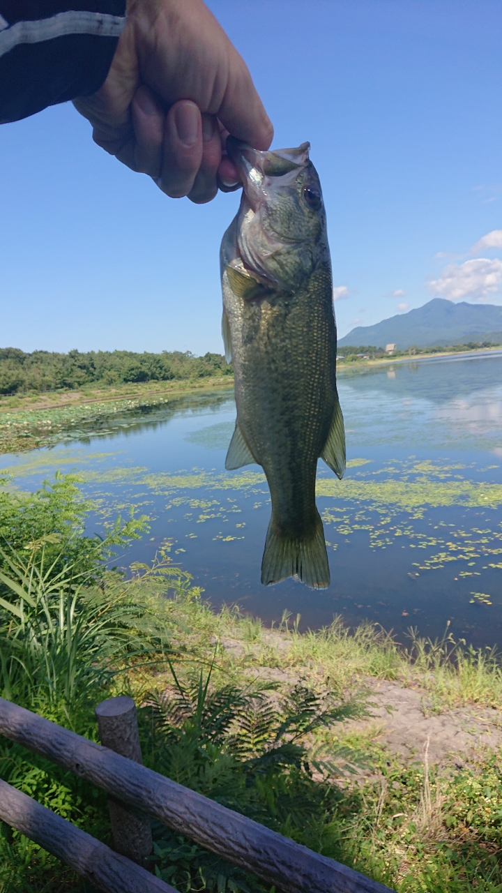 ラージマウスバス