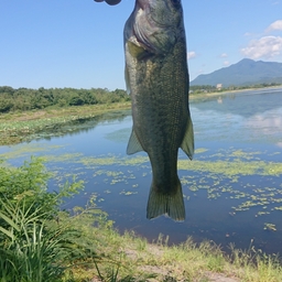 ラージマウスバス