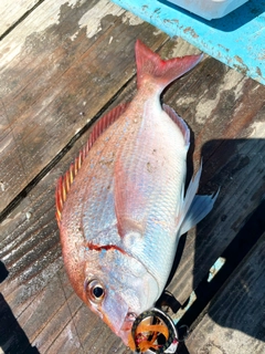 チダイの釣果