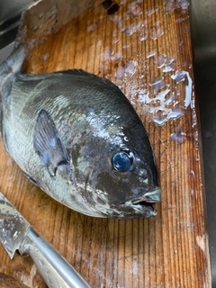 クロの釣果