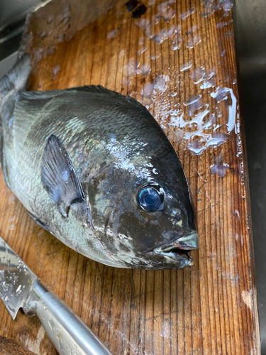 クロの釣果