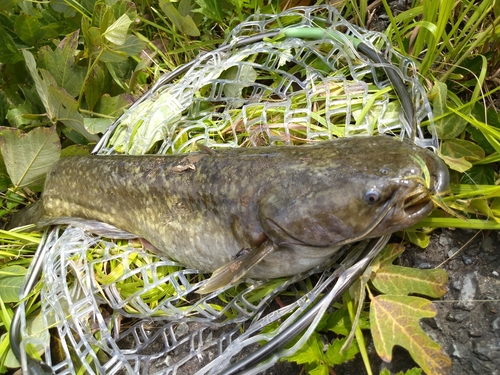 ナマズの釣果