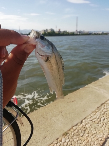 セイゴ（マルスズキ）の釣果