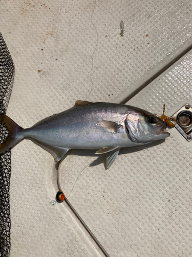 ショゴの釣果