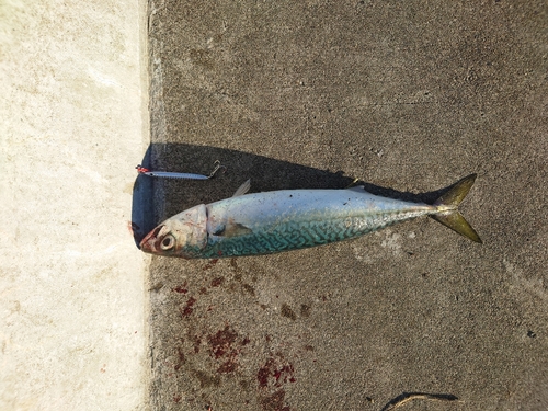 サバの釣果