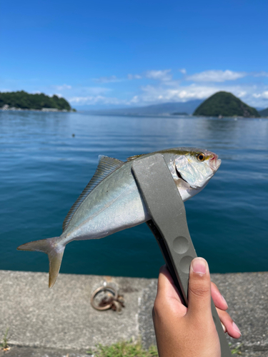 ショゴの釣果