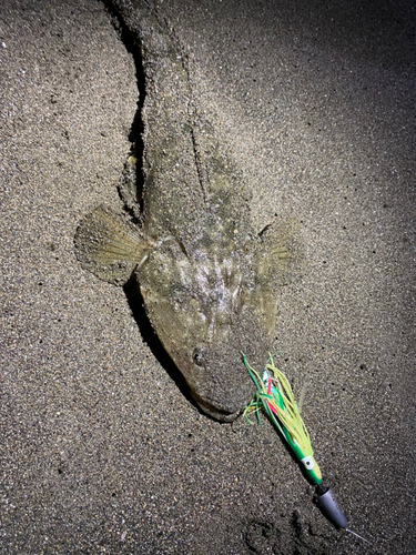 マゴチの釣果