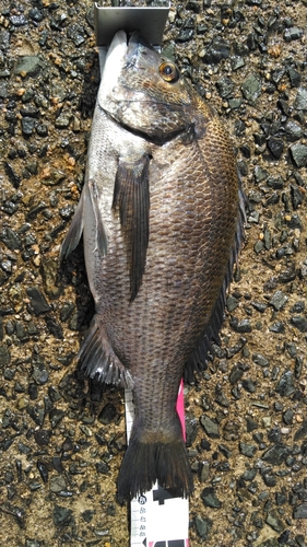 クロダイの釣果