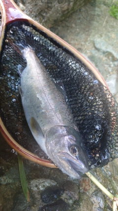 アマゴの釣果