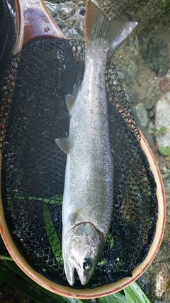 アマゴの釣果