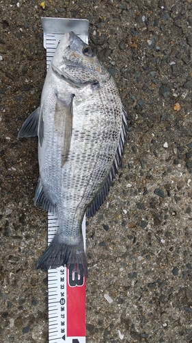 チヌの釣果